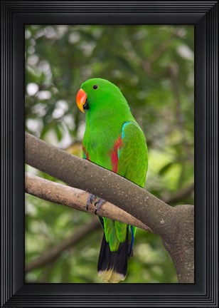 Framed Singapore Colorful Green Parrot Print