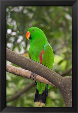 Framed Singapore Colorful Green Parrot Print