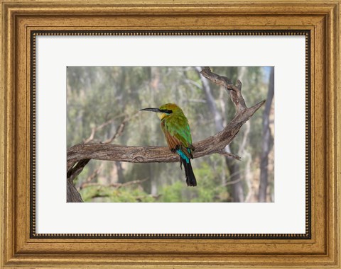 Framed Australia, Alice Springs Alice Springs Desert Park Rainbow Bee-Eater Print