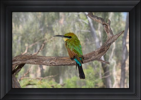 Framed Australia, Alice Springs Alice Springs Desert Park Rainbow Bee-Eater Print