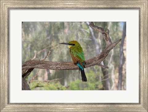Framed Australia, Alice Springs Alice Springs Desert Park Rainbow Bee-Eater Print