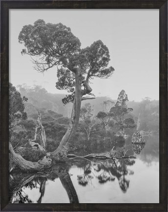 Framed Australia, Tasmania, Cradle Mountain National Park Wombat Pool Print