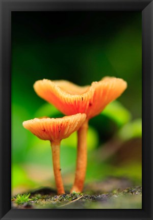 Framed Bright Orange Mushrooms, Queensland Rainforest At Babinda, Australia Print