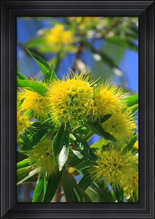 Framed Bright Yellow Wattle Tree In Suburban Cairns, Queensland, Australia Print