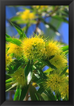 Framed Bright Yellow Wattle Tree In Suburban Cairns, Queensland, Australia Print