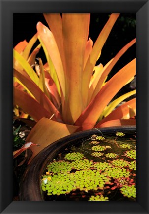 Framed Potted Plant, Cairns Botanic Gardens, Queensland, Australia Print