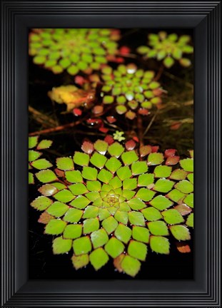 Framed Geometric Plant, Cairns Botanic Gardens, Queensland, Australia Print
