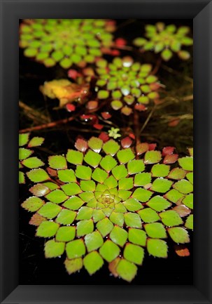 Framed Geometric Plant, Cairns Botanic Gardens, Queensland, Australia Print