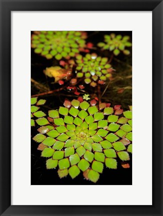 Framed Geometric Plant, Cairns Botanic Gardens, Queensland, Australia Print