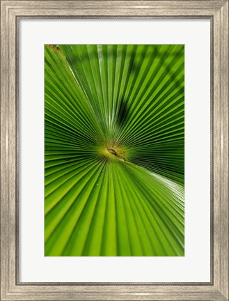 Framed Pattern On Palm Leaf, Cairns Botanic Gardens, Queensland, Australia Print