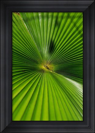 Framed Pattern On Palm Leaf, Cairns Botanic Gardens, Queensland, Australia Print
