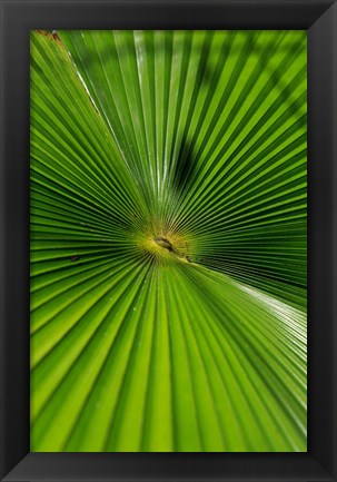 Framed Pattern On Palm Leaf, Cairns Botanic Gardens, Queensland, Australia Print