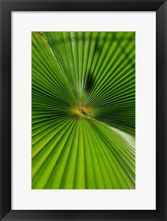 Framed Pattern On Palm Leaf, Cairns Botanic Gardens, Queensland, Australia Print