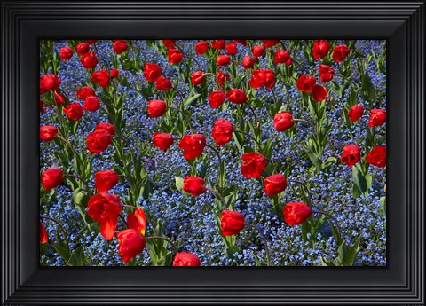 Framed Tulips, Botanic Gardens, Hagley Park, Christchurch, Canterbury, New Zealand Print