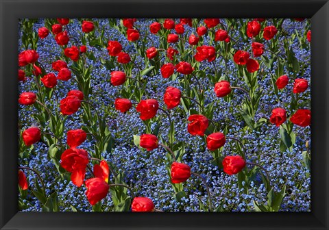 Framed Tulips, Botanic Gardens, Hagley Park, Christchurch, Canterbury, New Zealand Print