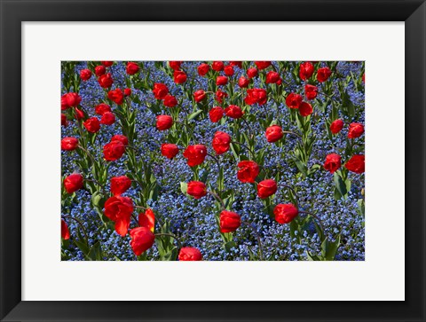 Framed Tulips, Botanic Gardens, Hagley Park, Christchurch, Canterbury, New Zealand Print