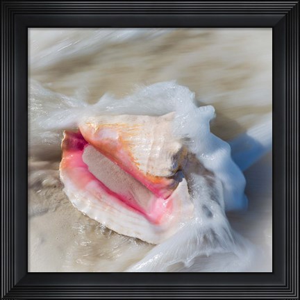 Framed Bahamas, Little Exuma Island Conch Shell In Surf Print