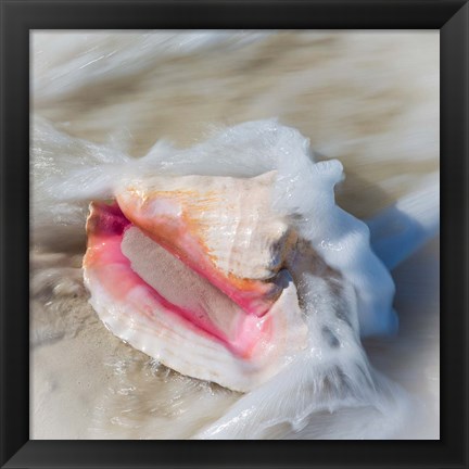 Framed Bahamas, Little Exuma Island Conch Shell In Surf Print