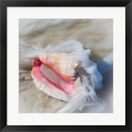 Framed Bahamas, Little Exuma Island Conch Shell In Surf Print