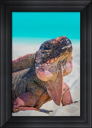 Framed Bahamas, Exuma Island Close-Up Of Iguana On Beach Print
