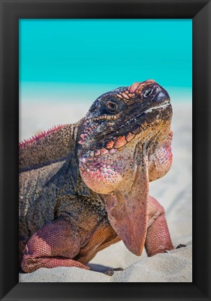 Framed Bahamas, Exuma Island Close-Up Of Iguana On Beach Print