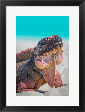 Framed Bahamas, Exuma Island Close-Up Of Iguana On Beach Print