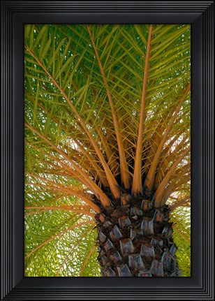 Framed British Virgin Islands, Scrub Island Close Up Of The Underside Of A Palm Tree Print