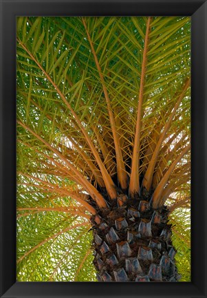 Framed British Virgin Islands, Scrub Island Close Up Of The Underside Of A Palm Tree Print