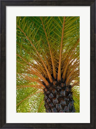 Framed British Virgin Islands, Scrub Island Close Up Of The Underside Of A Palm Tree Print