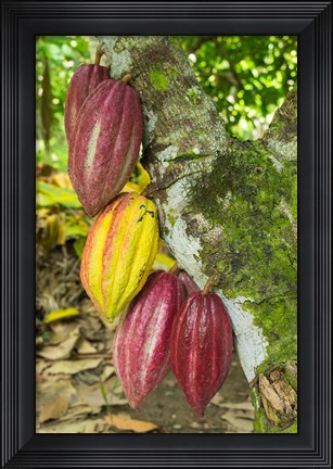 Framed Cuba, Baracoa Cacao Pods Hanging On Tree Print