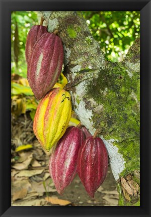 Framed Cuba, Baracoa Cacao Pods Hanging On Tree Print