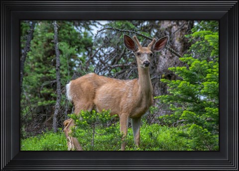 Framed Deer In The Assiniboine Park, Canada Print