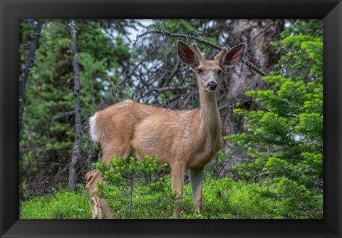 Framed Deer In The Assiniboine Park, Canada Print