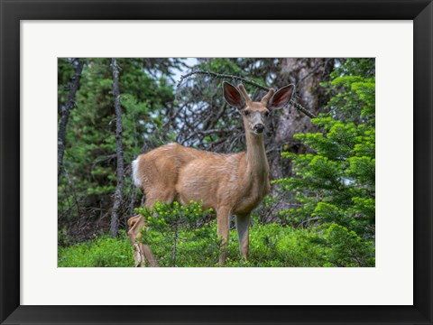 Framed Deer In The Assiniboine Park, Canada Print