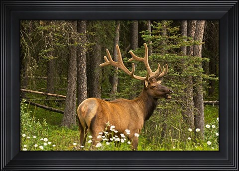 Framed Bull Elk, Bow Valley Parkway, Banff National Park, Alberta, Canada Print