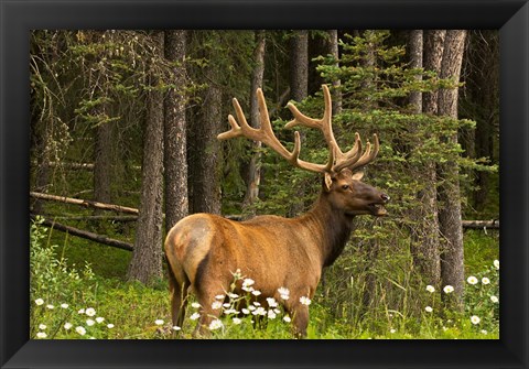Framed Bull Elk, Bow Valley Parkway, Banff National Park, Alberta, Canada Print