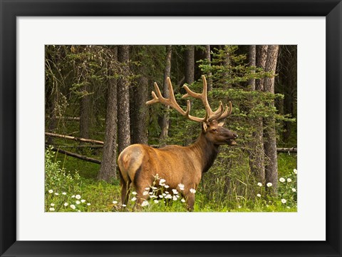 Framed Bull Elk, Bow Valley Parkway, Banff National Park, Alberta, Canada Print