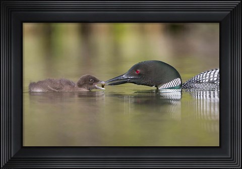 Framed Canada, British Columbia A Common Loon &amp; Chick At Lac Le Jeune Print