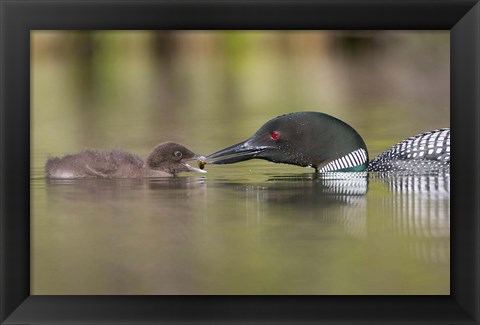 Framed Canada, British Columbia A Common Loon &amp; Chick At Lac Le Jeune Print