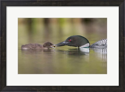 Framed Canada, British Columbia A Common Loon &amp; Chick At Lac Le Jeune Print