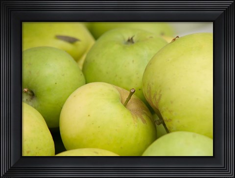Framed Canada, British Columbia, Cowichan Valley Close-Up Of Green Apples Print