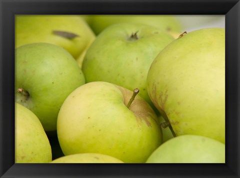 Framed Canada, British Columbia, Cowichan Valley Close-Up Of Green Apples Print