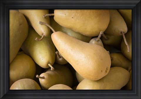 Framed Canada, British Columbia, Cowichan Valley Close-Up Of Harvested Pears Print