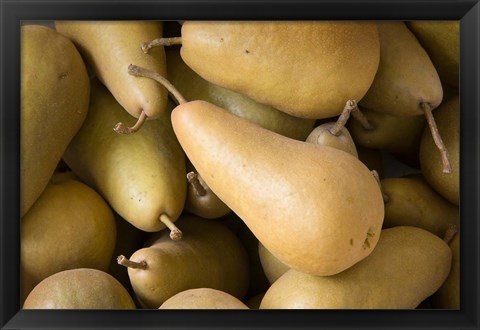 Framed Canada, British Columbia, Cowichan Valley Close-Up Of Harvested Pears Print