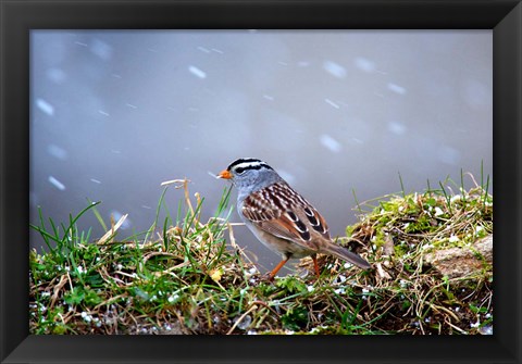 Framed White-Crowned Sparrow In A Spring Snow Storm Print