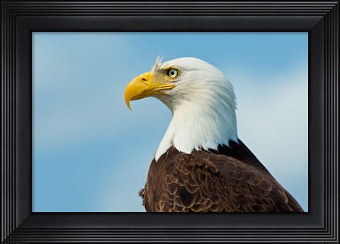 Framed Bald Eagle At Bowron Lake In Bowron Lake Provincial Park, BC Print