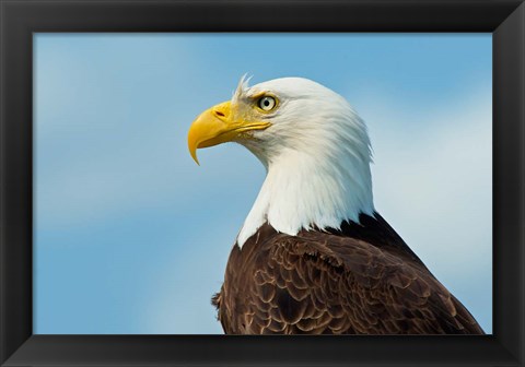 Framed Bald Eagle At Bowron Lake In Bowron Lake Provincial Park, BC Print