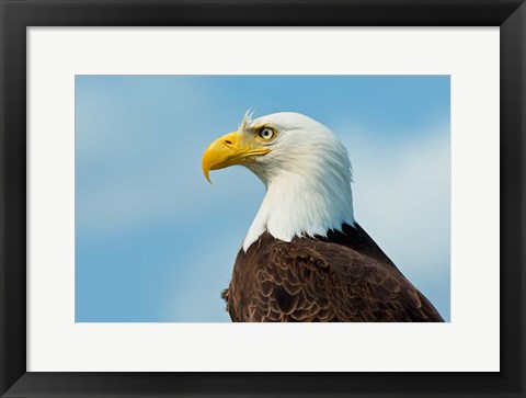 Framed Bald Eagle At Bowron Lake In Bowron Lake Provincial Park, BC Print