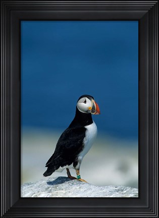 Framed Atlantic Puffin, Machias Seal Island, Canada Print