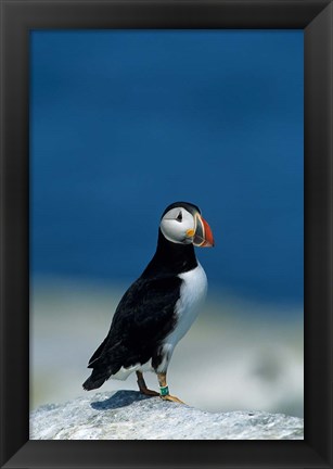 Framed Atlantic Puffin, Machias Seal Island, Canada Print